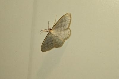 <i>Idaea subsericeata</i>