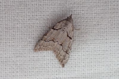 <i>Nola thymula thymula</i>