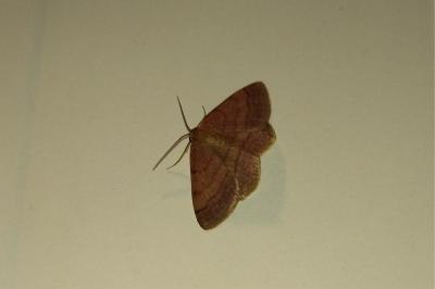 <i>Scopula rubiginata</i>