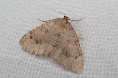 <i>Triphosa tauteli</i>