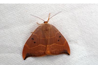 <i>Watsonalla binaria</i>