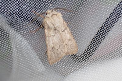 <i>Agrotis turatii</i>