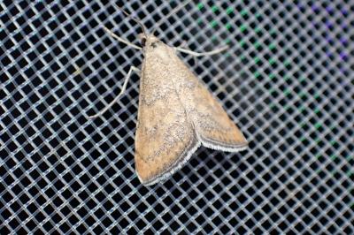 <i>Hyperlais siccalis</i>