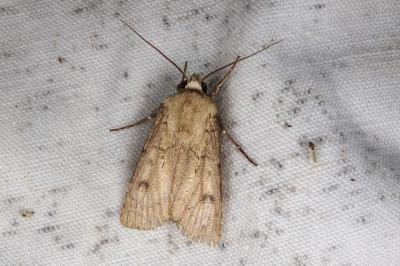 <i>Agrotis turatii</i>