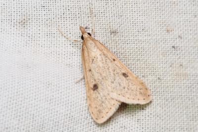 <i>Udea numeralis</i>