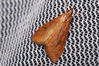 <i>Udea ferrugalis</i>