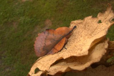 <i>Gastropacha quercifolia</i>