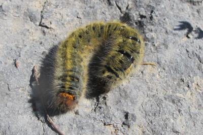 <i>Lasiocampa trifolii trifolii</i>