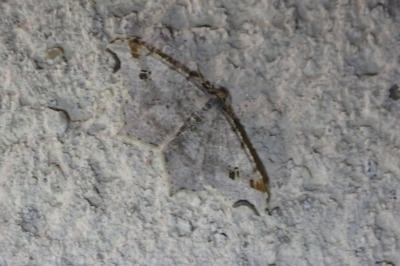 <i>Macaria alternata</i>