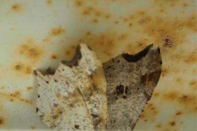 <i>Macaria alternata</i>