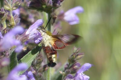 <i>Hemaris fuciformis</i>