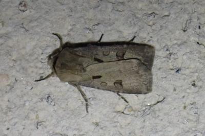 <i>Agrotis exclamationis exclamationis</i>