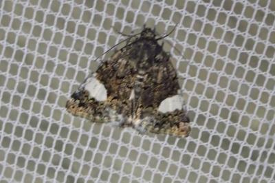 <i>Tyta luctuosa</i>