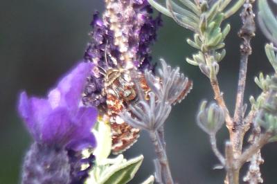 <i>Anarta myrtilli</i>