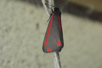 <i>Tyria jacobaeae</i>