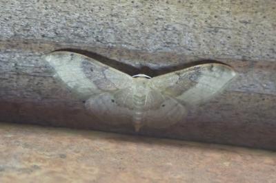 <i>Idaea degeneraria</i>