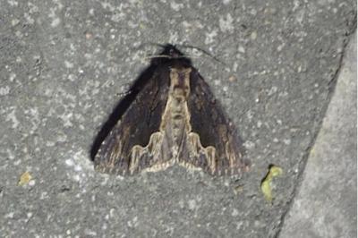 <i>Dypterygia scabriuscula</i>