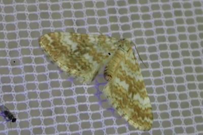 <i>Perizoma flavofasciata</i>