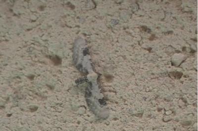 <i>Eupithecia centaureata</i>