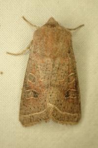 <i>Orthosia cerasi</i>