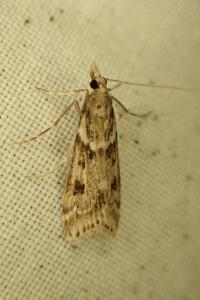 <i>Eudonia angustea</i>