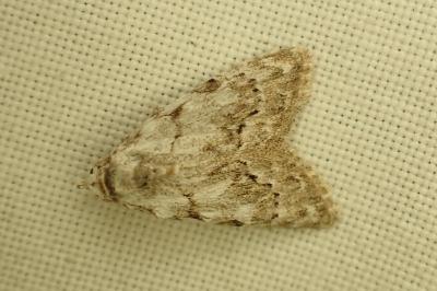 <i>Nola confusalis</i>