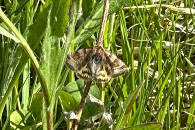 <i>Euclidia glyphica</i>