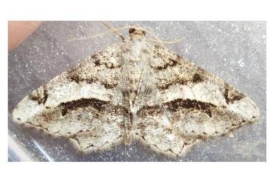 <i>Chiasmia aestimaria</i>