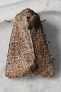 <i>Hoplodrina ambigua</i>