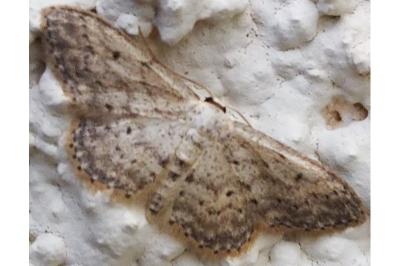 <i>Idaea seriata</i>