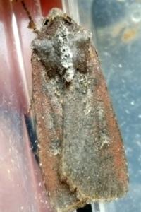 <i>Peridroma saucia</i>