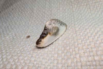 <i>Cilix glaucata</i>