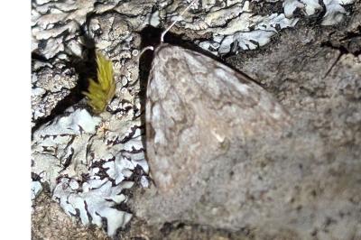 <i>Nola confusalis</i>