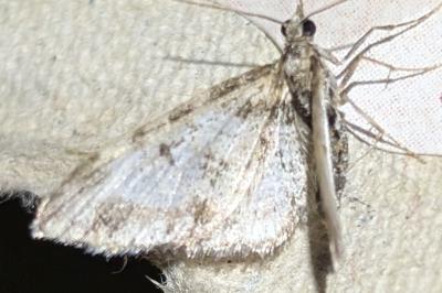 <i>Eupithecia</i>