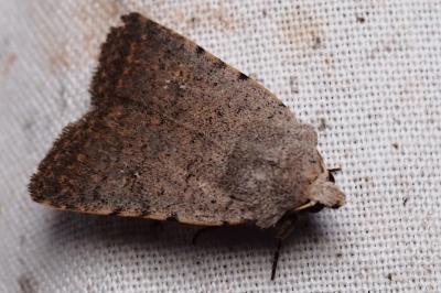 <i>Caradrina flavirena</i>