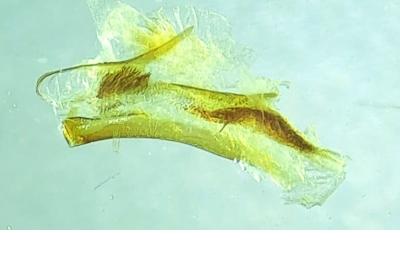 <i>Caradrina flavirena</i>