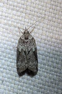 <i>Nycteola</i>