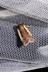 <i>Ochropleura plecta</i>