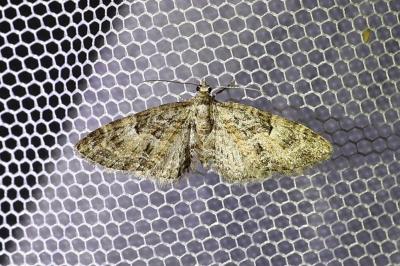 <i>Eupithecia abbreviata</i>