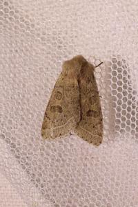 <i>Orthosia cerasi</i>