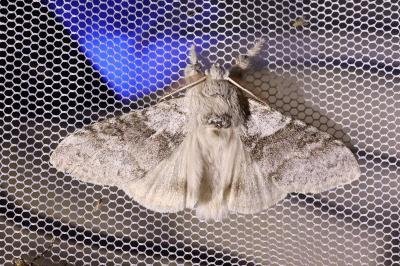 <i>Calliteara pudibunda</i>