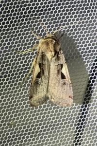 <i>Xestia c-nigrum</i>