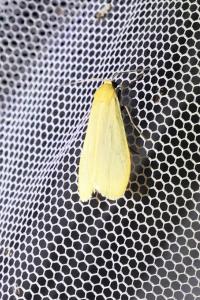 <i>Wittia sororcula</i>