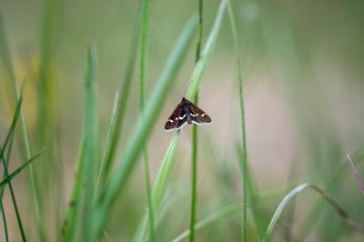 <i>Pyrausta nigrata</i>