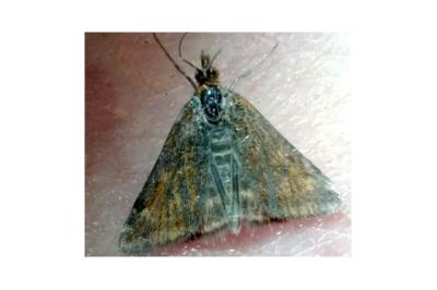 <i>Pyrausta despicata</i>