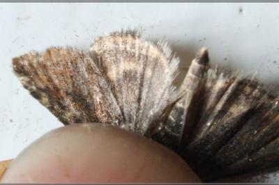 <i>Pyrausta despicata</i>