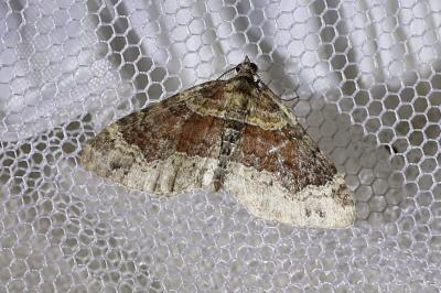 <i>Xanthorhoe spadicearia/ferrugata</i>