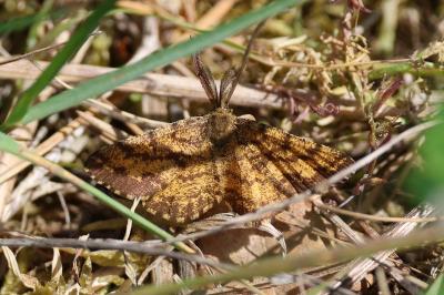 <i>Ematurga atomaria</i>