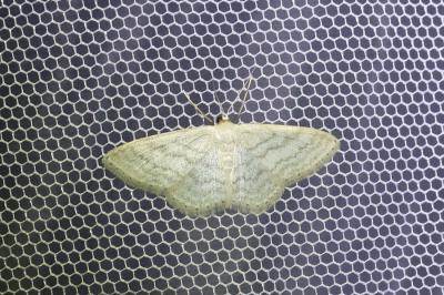 <i>Idaea subsericeata</i>