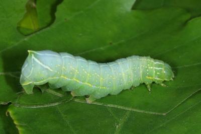 <i>Amphipyra pyramidea</i>